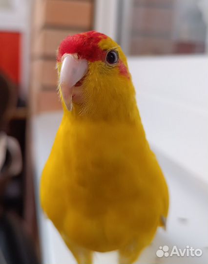 Попугай какарик