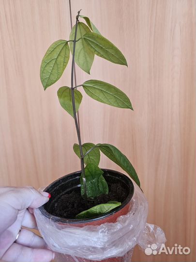 Клеродендрум томпсон