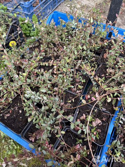 Саженцы клюквы