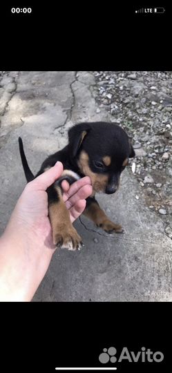 Питбуль в добрые руки