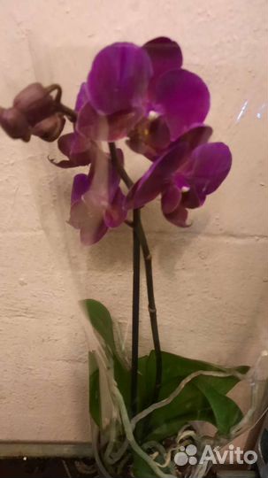 Орхидея фаленопсис