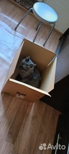 Русская голубая (не порода). В аренду посуточно