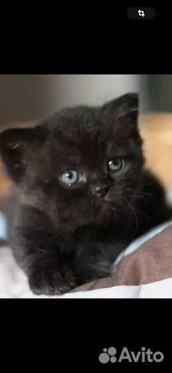 Шотландский котенок