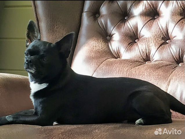 Чихуахуа для вязки купить в Москве | Животные и зоотовары | Авито