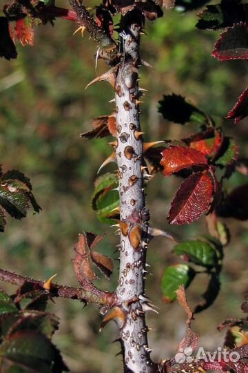 Семена Шиповник Турецкий