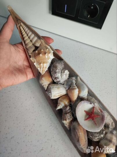 Набор ракушек для аквариума или декора