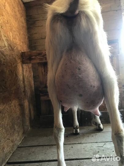 Козы дойные