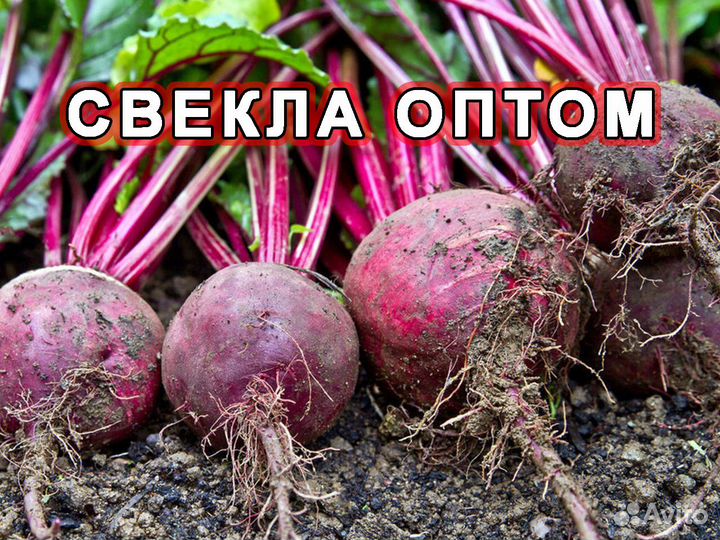 Свекла Оптом урожай 2024 в Краснодарском крае