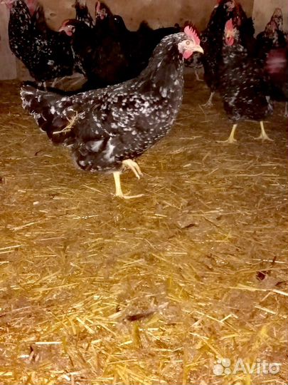 Продается молодняк птицы