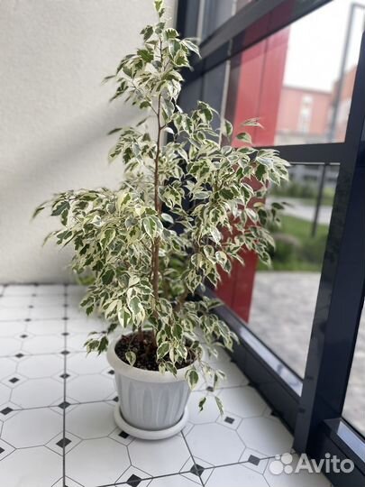 Фикус бенджамина большой