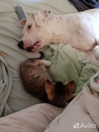 Укротительница собак Шпрота идёт к вам