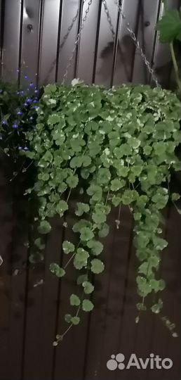 Ампельные растения для кашпо