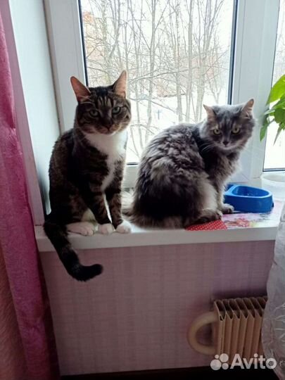 Передержка кошек