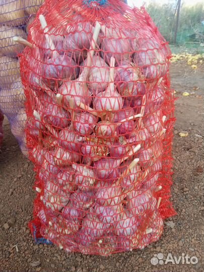 Продам картофель с бесплатной доставкой