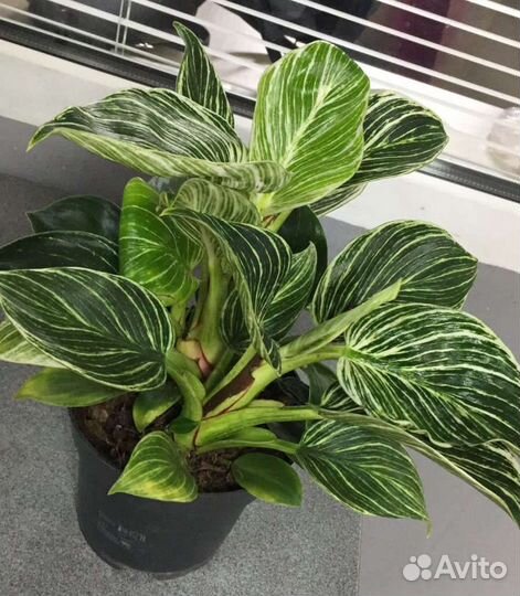 Филодендрон