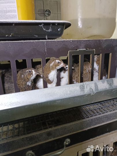 Перепелки несушки