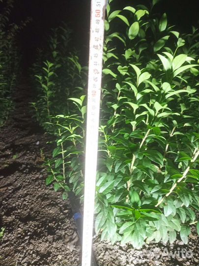 Саженцы бирючины