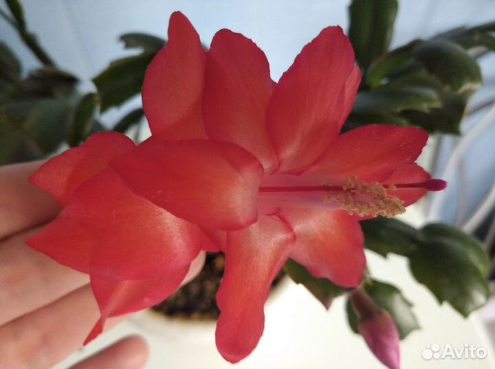 Декабрист шлюмбергера