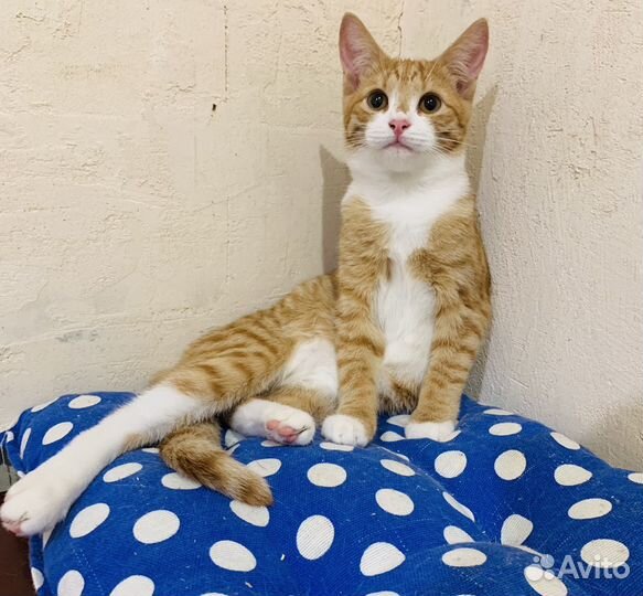 Котенок девочка 4 мес