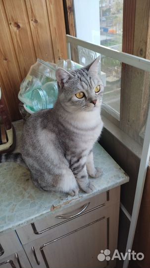 Шотландский прямоухий скоттиш страйт