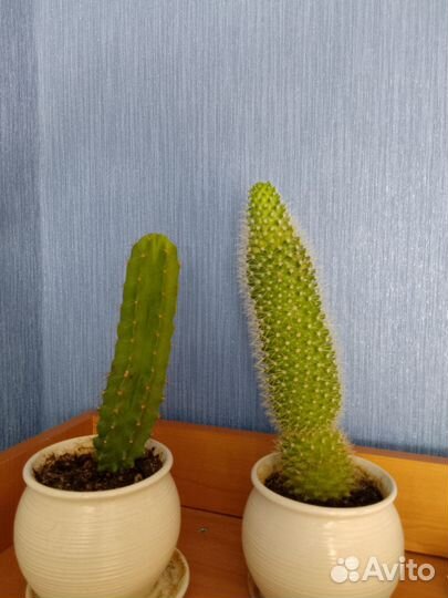 Кактус 2 шт набор