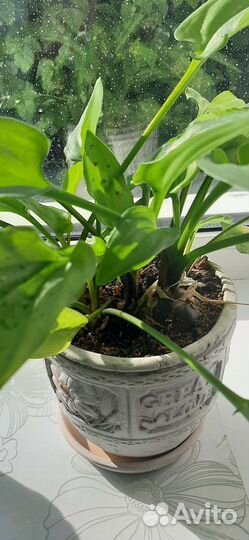 Комнатные цветы