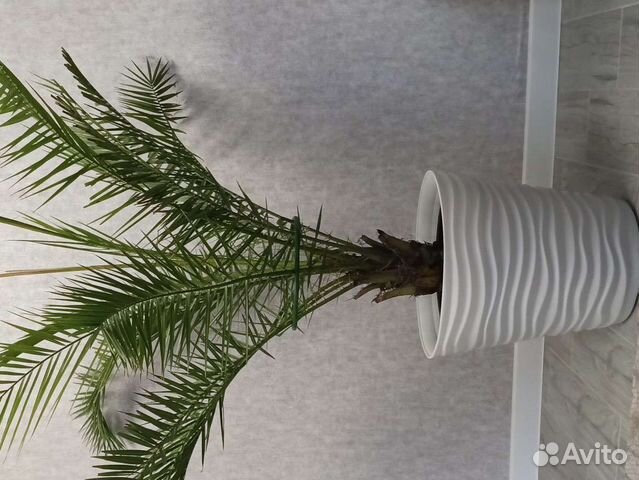 Пальма не искуственная)