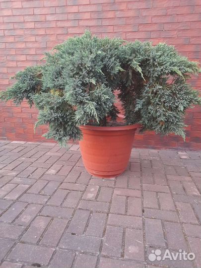 Можжевельник