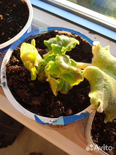 Фиалка Царевна-лягушка детки