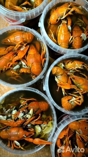 Дикий рак Живой Вареный