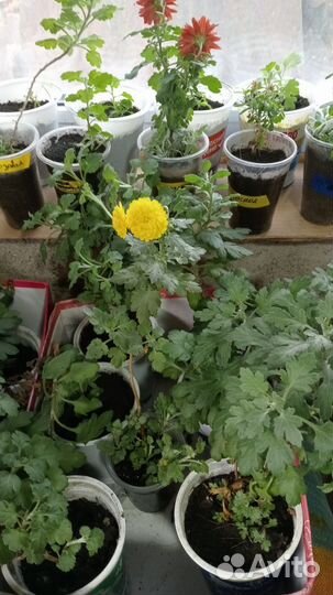 Хризантема мультифлора