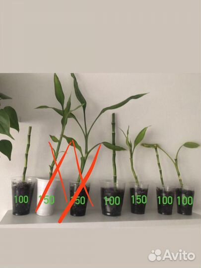 Растение Драцена «Сандера», или бамбук счастья