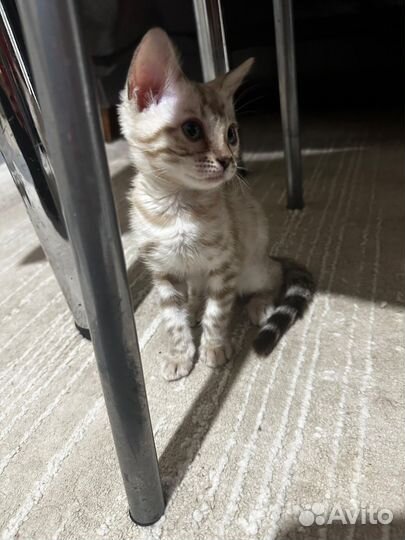 Бенгальская