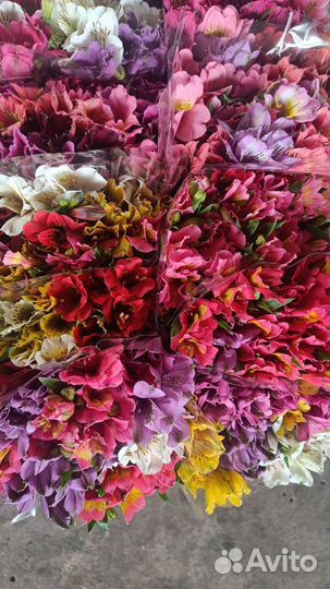 Альстромерия