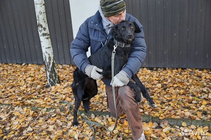 В добрые руки красивая собака Дуся