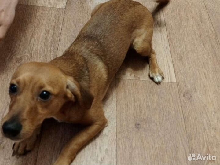 Собака в добрые руки