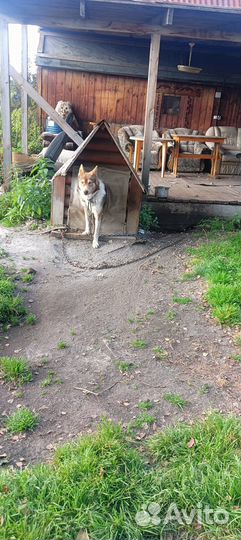 Очень красивый и умный пёсик,помесь хаски и лайки