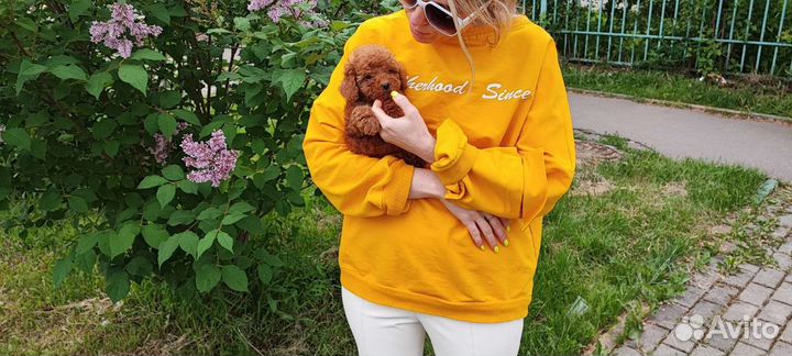 Mini Мальтипу ф2