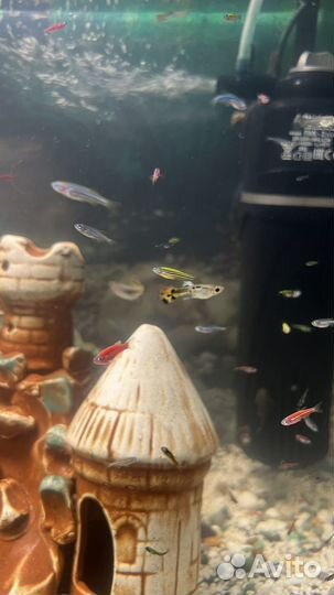 Сомики анциструсы, мальки данио, гуппи