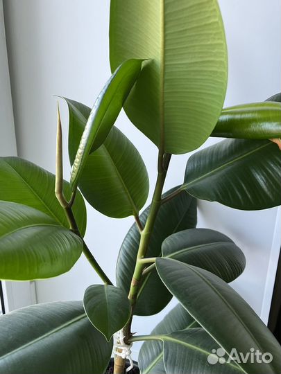 Фикус эластика тинеке (читайте описание)