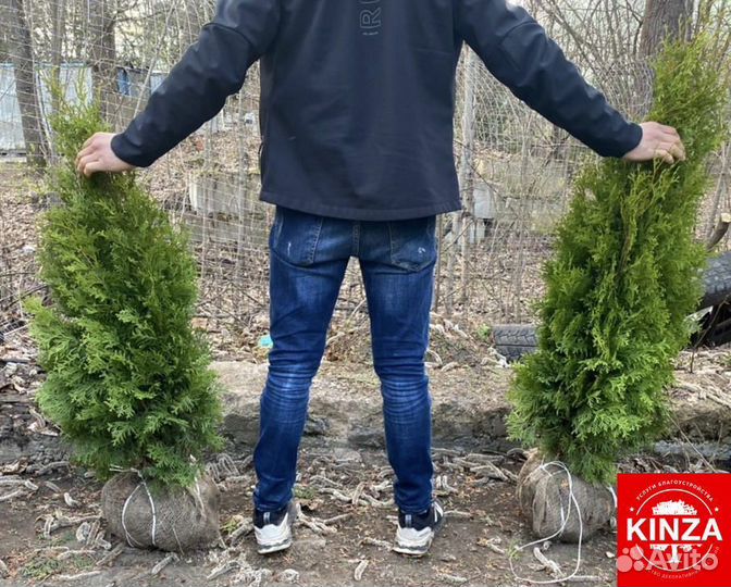 Туя колумна