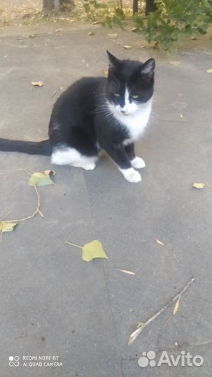 Кот