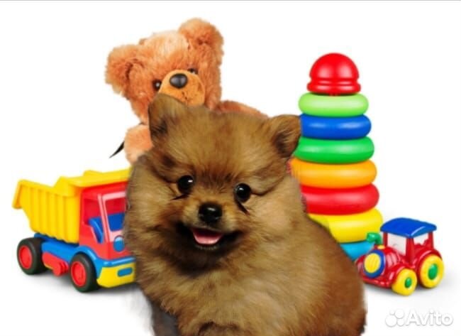 Щенки померанского шпица