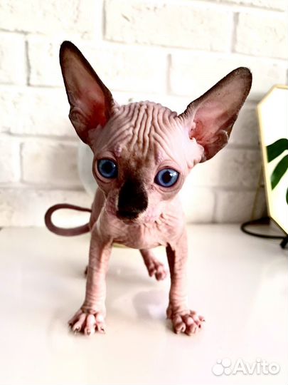 Канадский сфинкс котенок