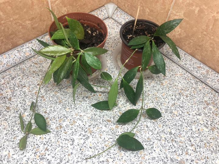 Хойя публикалис сильвер пинк