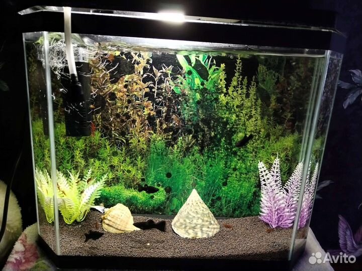 Аквариум