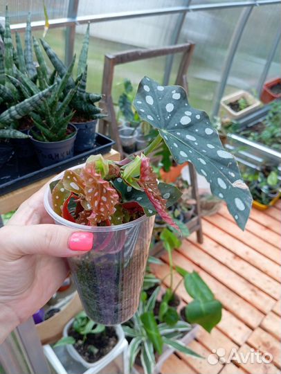 Бегония макулата