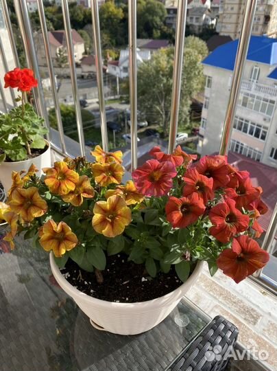 Питунии Ампельные и Вегетативные