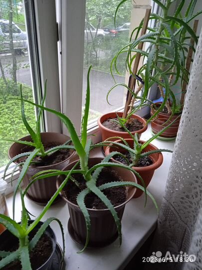 Комнатные растения цветы