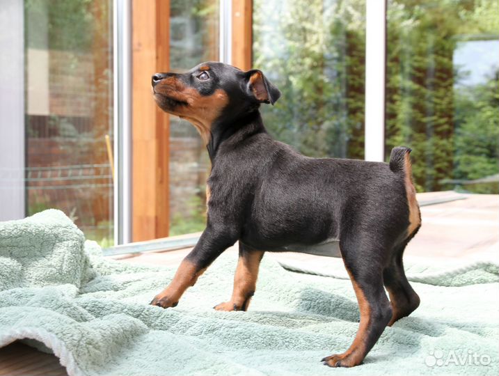 С родословной щенок цвергпинчера